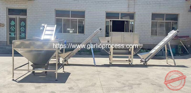 Automatic-Garlic-Breaking-and-Peeling-Machine-for-Italy-Customer